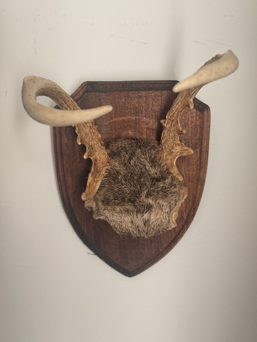Roe Buck Antlers