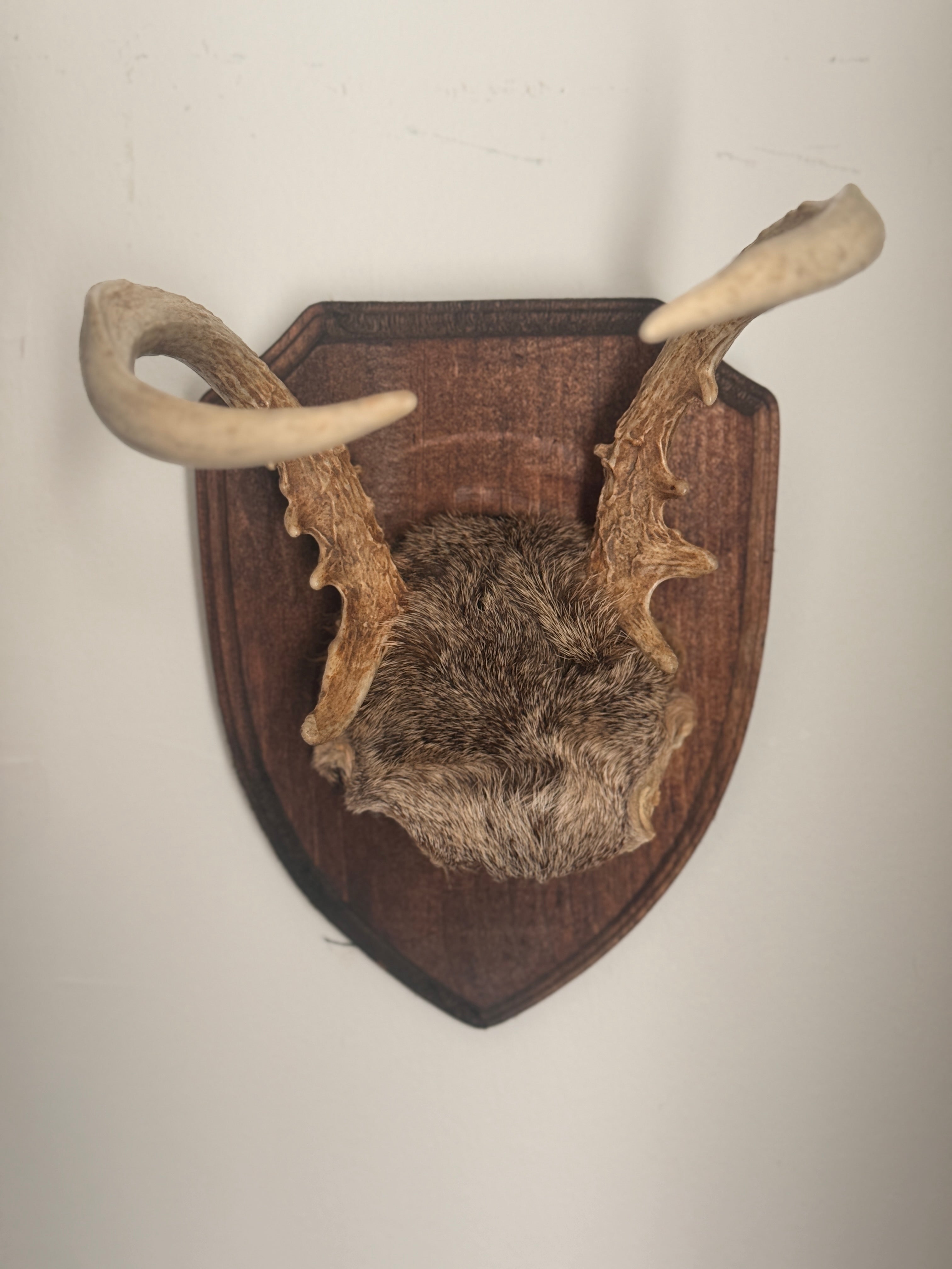 Roe Buck Antlers