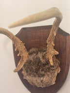 Roe Buck Antlers