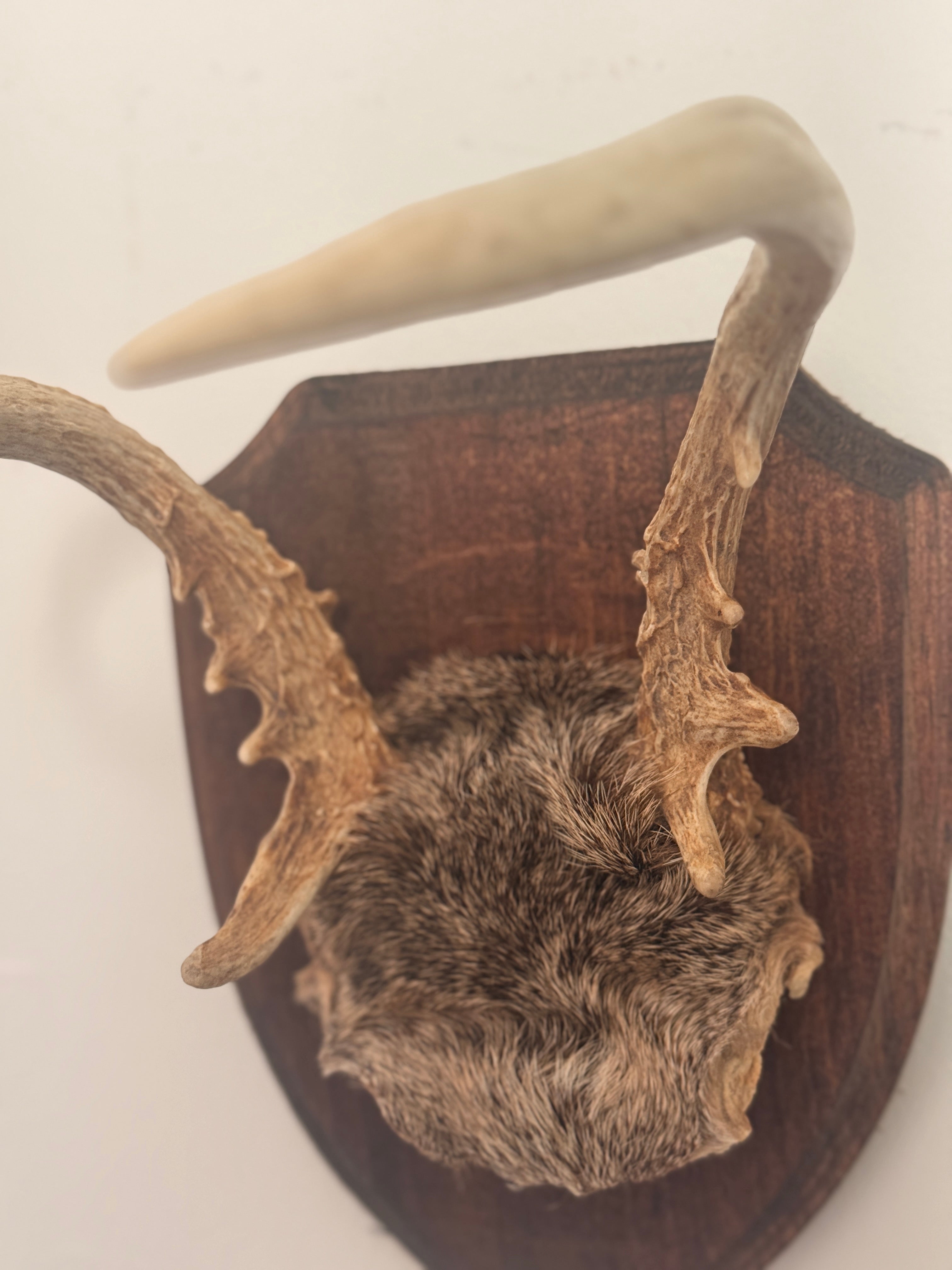 Roe Buck Antlers
