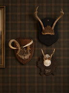 Vintage Mounted Deer Antlers on Wood Shield Plaque, European Hunting Trophy, Rustic Lodge Decor