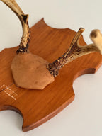 Vintage Mounted Deer Antlers on Wood Shield Plaque, European Hunting Trophy, Rustic Lodge Decor