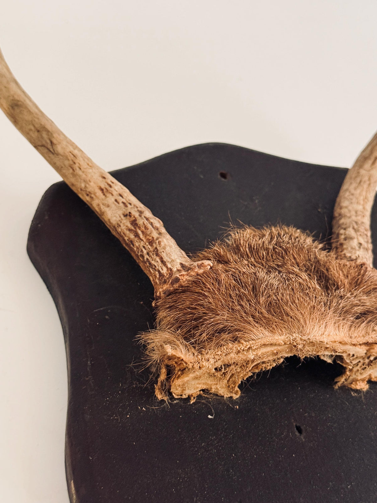 Vintage Mounted Deer Antlers on Wood Shield Plaque, European Hunting Trophy, Rustic Lodge Decor