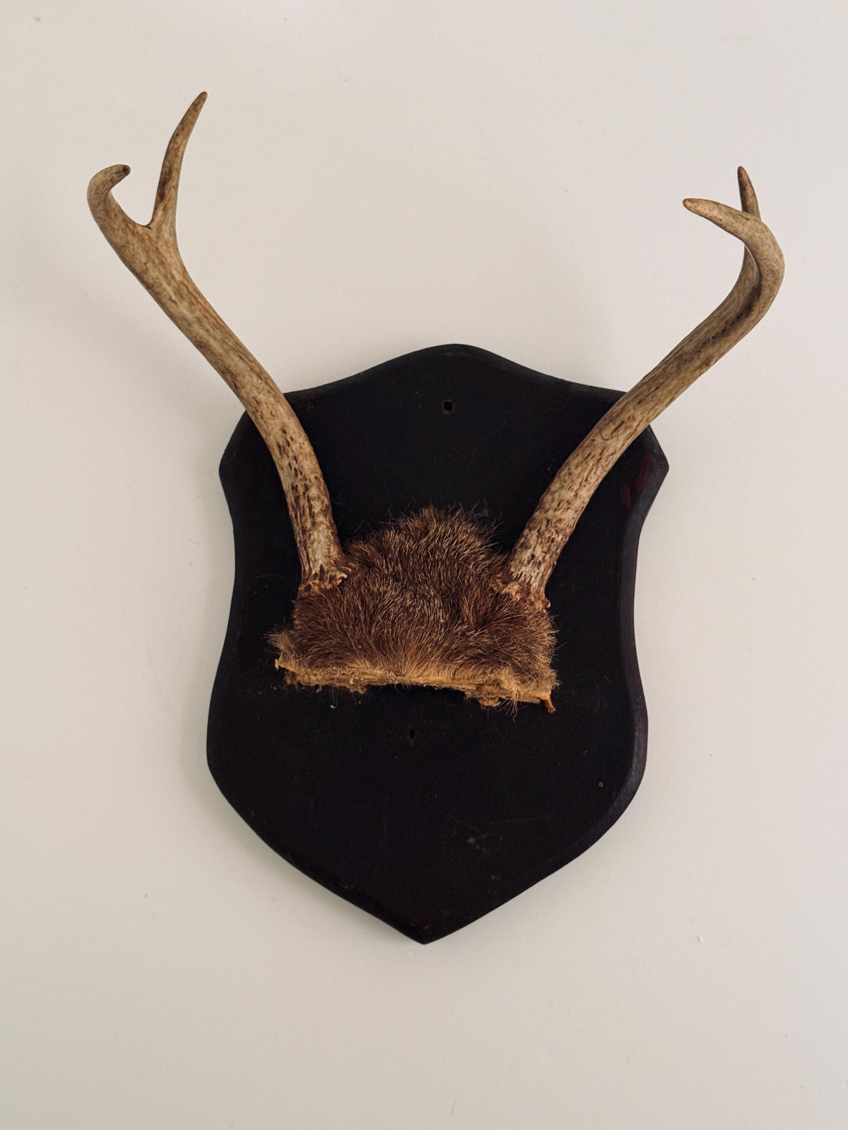 Vintage Mounted Deer Antlers on Wood Shield Plaque, European Hunting Trophy, Rustic Lodge Decor