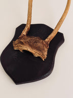 Vintage Mounted Deer Antlers on Wood Shield Plaque, European Hunting Trophy, Rustic Lodge Decor