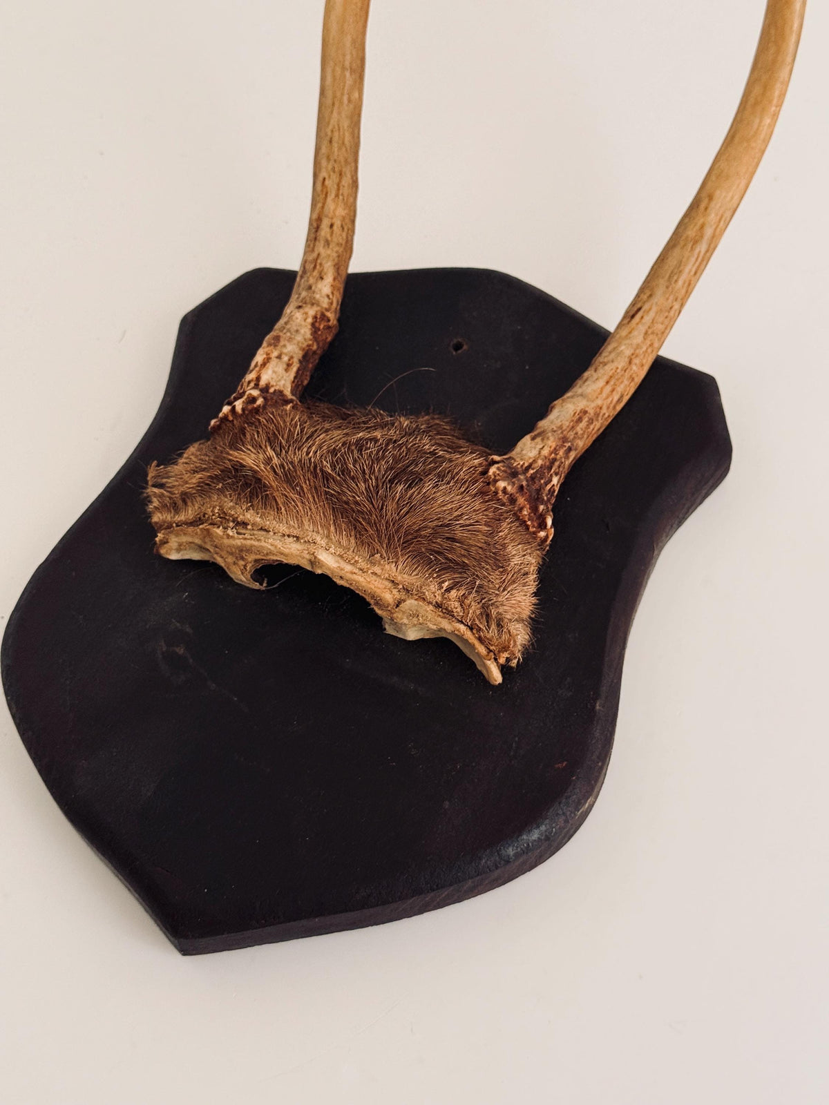 Vintage Mounted Deer Antlers on Wood Shield Plaque, European Hunting Trophy, Rustic Lodge Decor