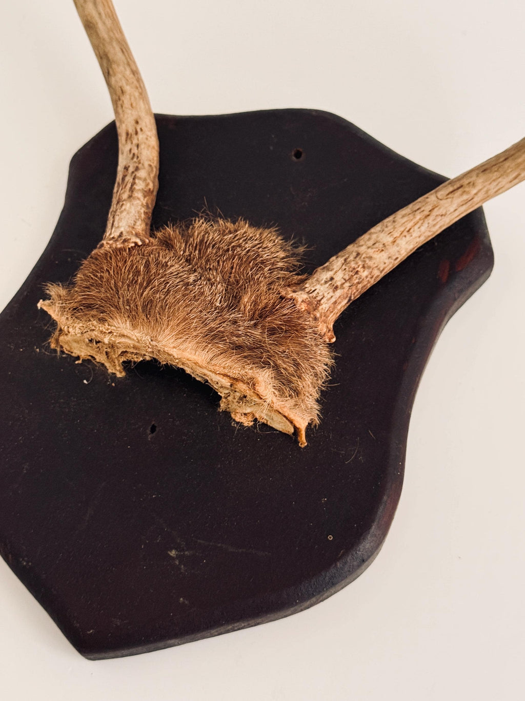 Vintage Mounted Deer Antlers on Wood Shield Plaque, European Hunting Trophy, Rustic Lodge Decor
