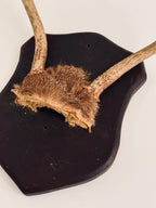 Vintage Mounted Deer Antlers on Wood Shield Plaque, European Hunting Trophy, Rustic Lodge Decor