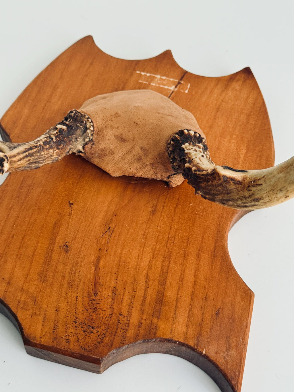 Vintage Mounted Deer Antlers on Wood Shield Plaque, European Hunting Trophy, Rustic Lodge Decor