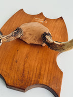 Vintage Mounted Deer Antlers on Wood Shield Plaque, European Hunting Trophy, Rustic Lodge Decor