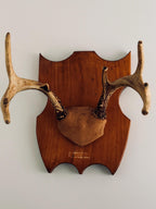 Vintage Mounted Deer Antlers on Wood Shield Plaque, European Hunting Trophy, Rustic Lodge Decor