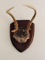 Vintage Mounted Deer Antlers on Wood Shield Plaque, European Hunting Trophy, Rustic Lodge Decor