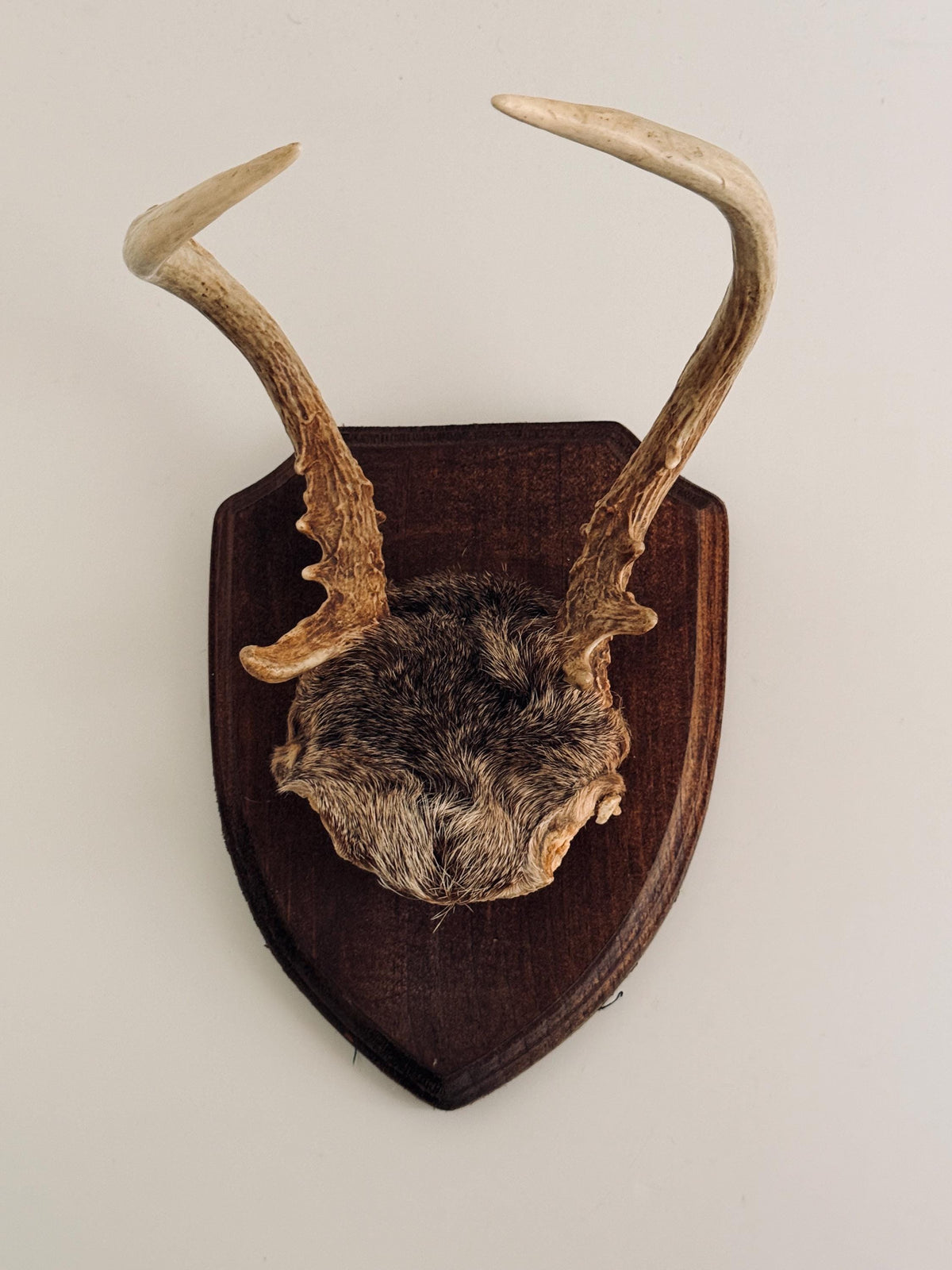 Vintage Mounted Deer Antlers on Wood Shield Plaque, European Hunting Trophy, Rustic Lodge Decor